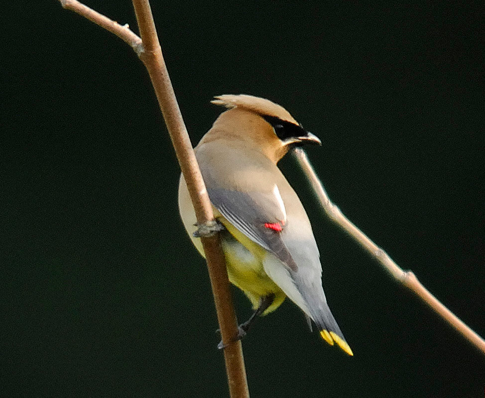 Cedar waxwings are present in our region year-round. If you can get a good look at one through binoculars, you will notice the attractive plumage—a striking black eye band, some red-fringed wing feathers and yellow-fringed tail feathers. During the winter, they forage from any tree or shrub that has small fruit; you will find them feeding in flocks. Dogwood, cedar and winterberry fruit are among this bird’s favorites.